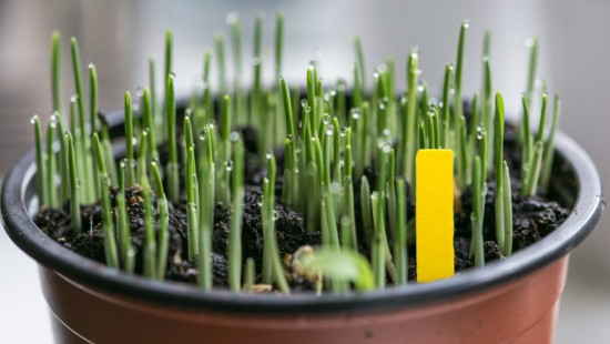 Choosing IDPRT iT4X Horticultural Label Printer for Printing Stick-In and Slip-Lock Labels